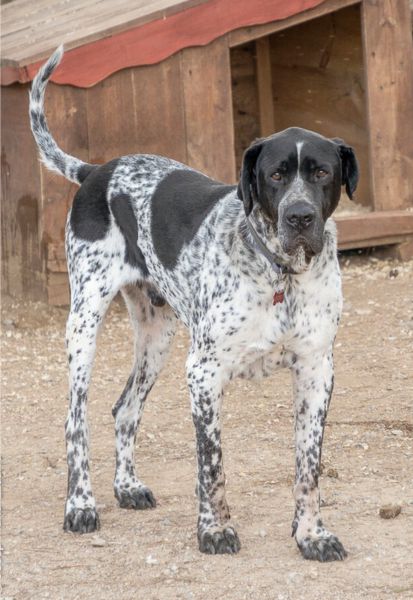 Athos