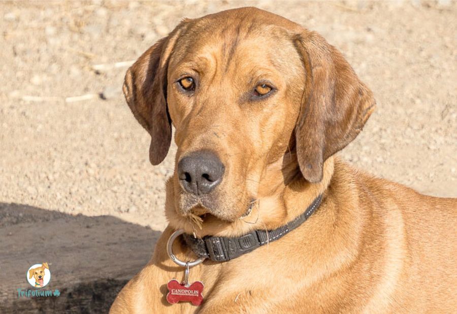 Axel