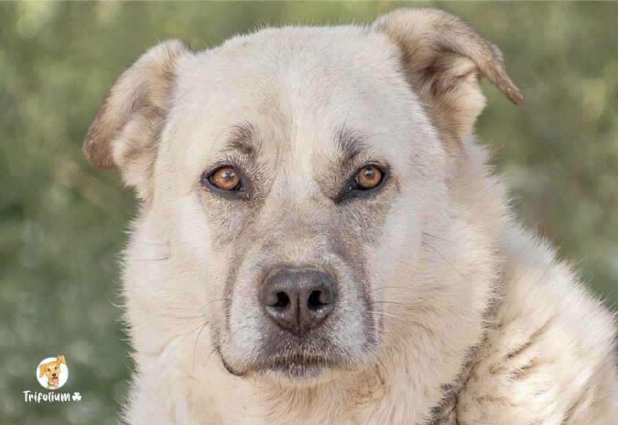 Blanca