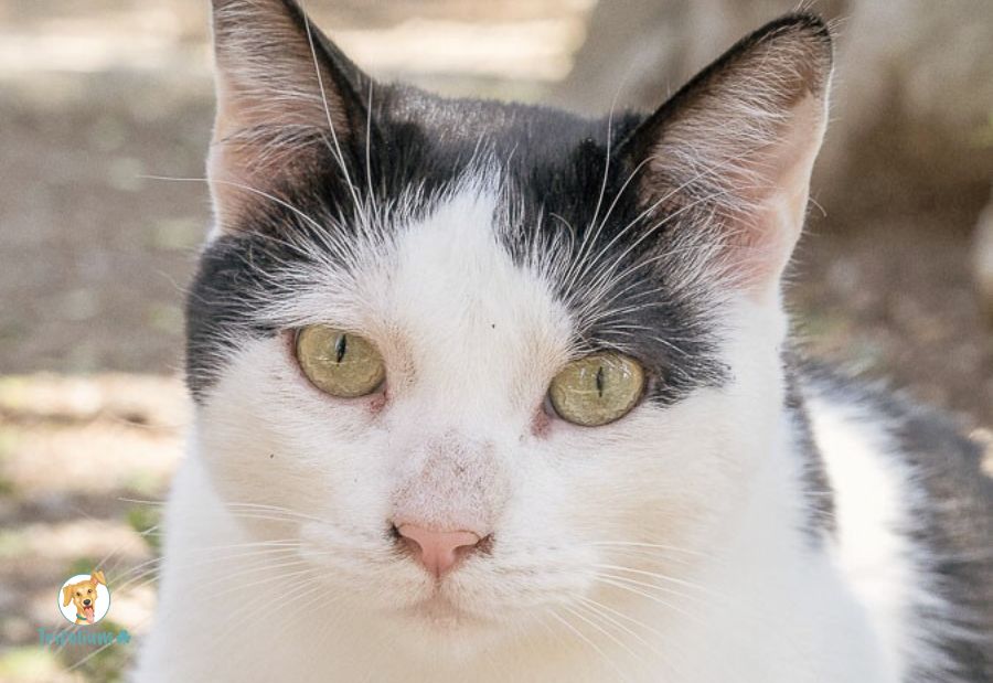 en adopción barcelona garraf catalunya fundación trifolium canópolis