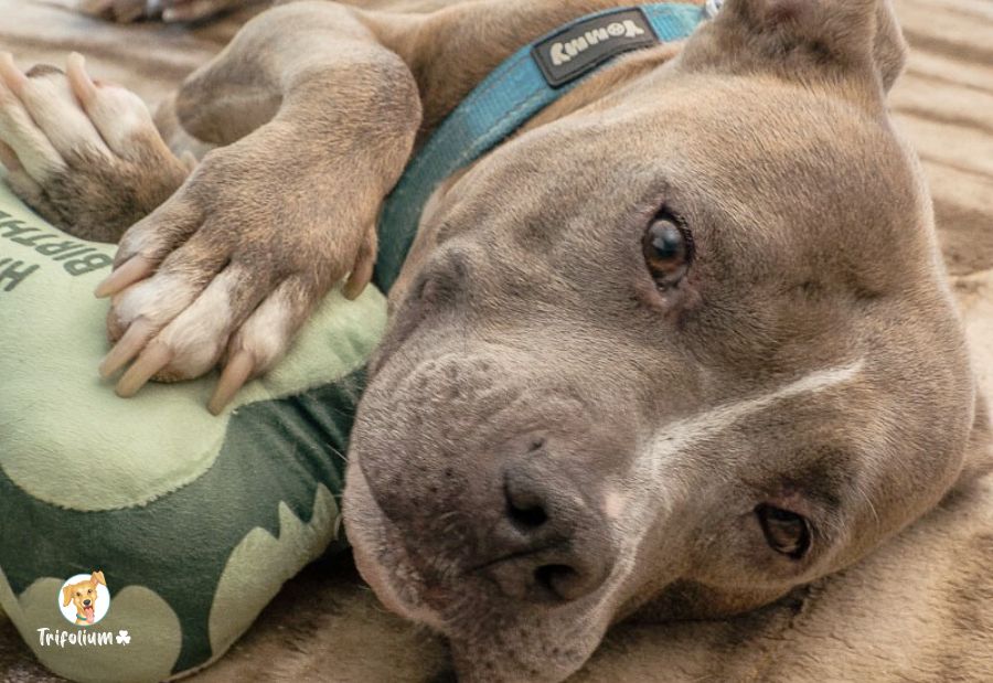 en adopción barcelona garraf catalunya fundación trifolium canópolis