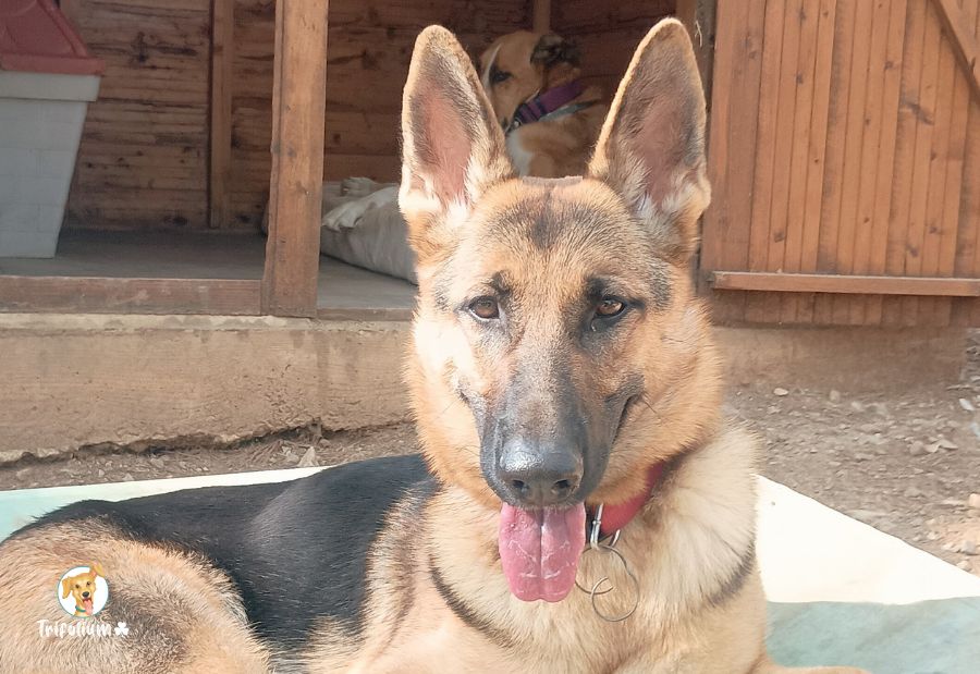 en adopción barcelona garraf catalunya fundación trifolium canópolis