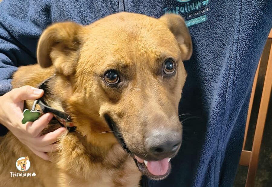 en adopción barcelona garraf catalunya fundación trifolium canópolis