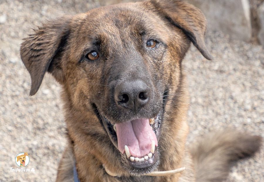 en adopción barcelona garraf catalunya fundación trifolium canópolis