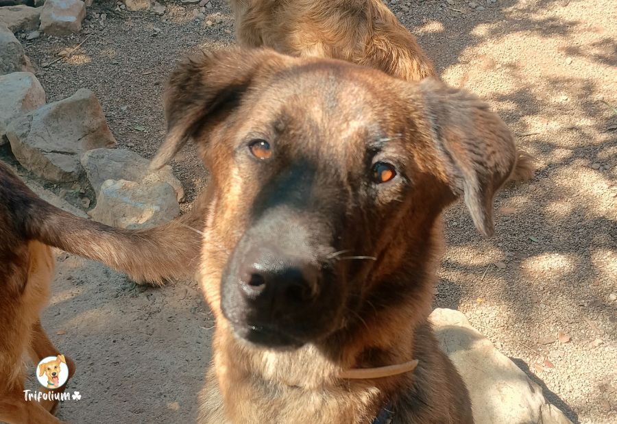 en adopción barcelona garraf catalunya fundación trifolium canópolis