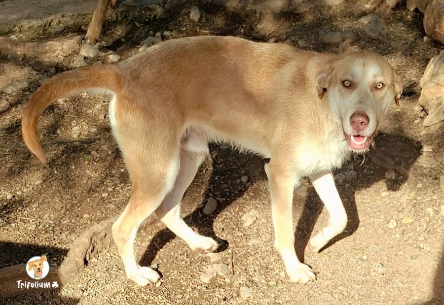 en adopción barcelona garraf catalunya fundación trifolium canópolis