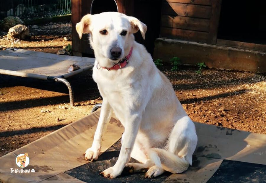 en adopción barcelona garraf catalunya fundación trifolium canópolis