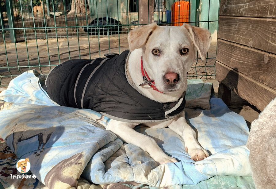 en adopción barcelona garraf catalunya fundación trifolium canópolis