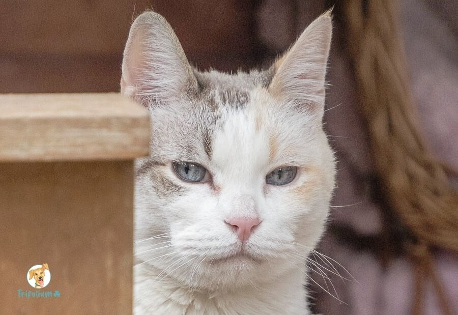 en adopción barcelona garraf catalunya fundación trifolium canópolis