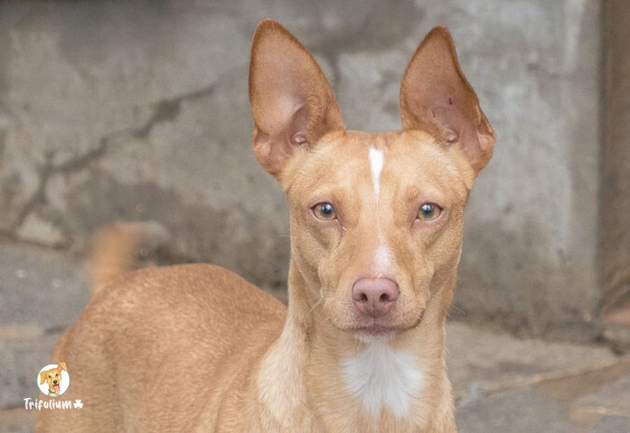 en adopción barcelona garraf catalunya fundación trifolium canópolis