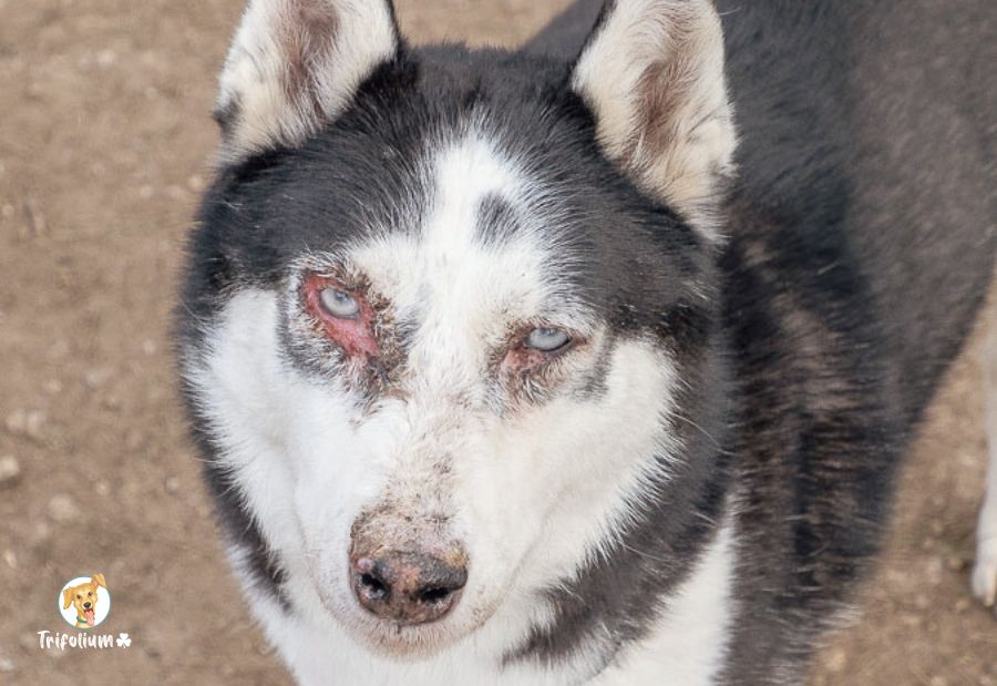 en adopción barcelona garraf catalunya fundación trifolium canópolis