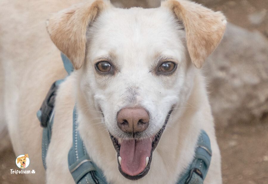 en adopción barcelona garraf catalunya fundación trifolium canópolis