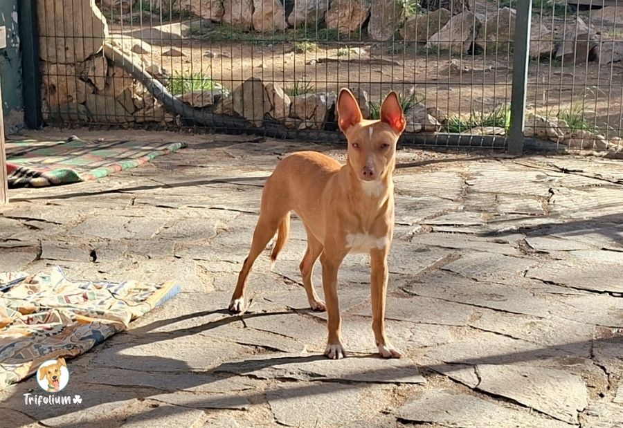 en adopción barcelona garraf catalunya fundación trifolium canópolis (2)