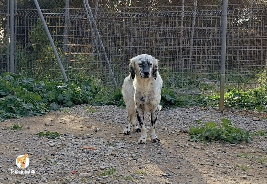 en adopción barcelona garraf catalunya fundación trifolium canópolis
