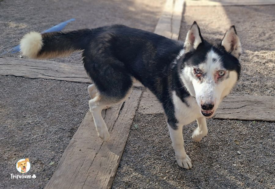 en adopción barcelona garraf catalunya fundación trifolium canópolis