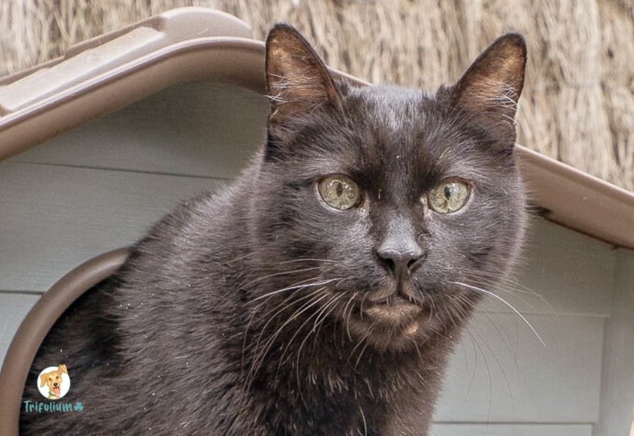 en adopción barcelona garraf catalunya fundación trifolium canópolis