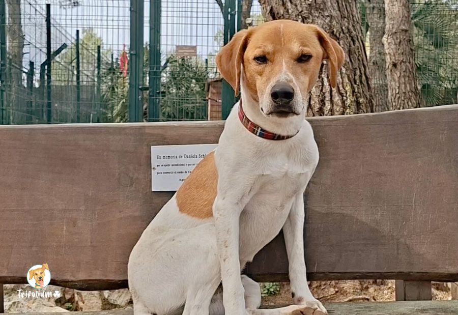 en adopción barcelona garraf catalunya fundación trifolium canópolis
