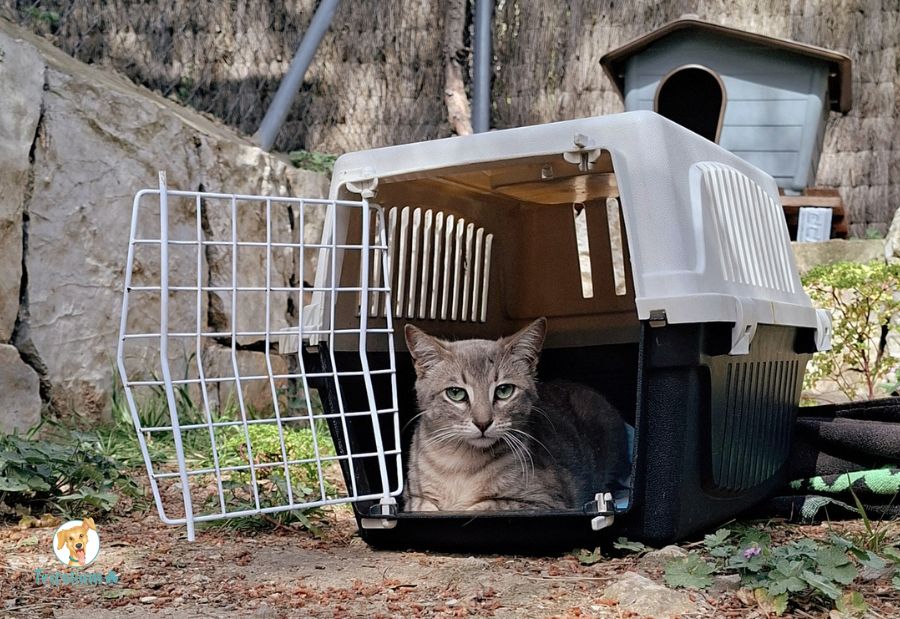en adopción barcelona garraf catalunya fundación trifolium canópolis