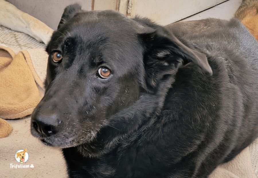 en adopción barcelona garraf catalunya fundación trifolium canópolis