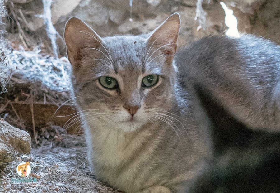 en adopción barcelona garraf catalunya fundación trifolium canópolis