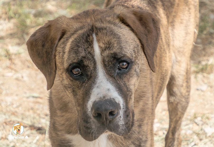 en adopción barcelona garraf catalunya fundación trifolium canópolis