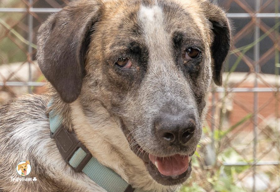 en adopción barcelona garraf catalunya fundación trifolium canópolis