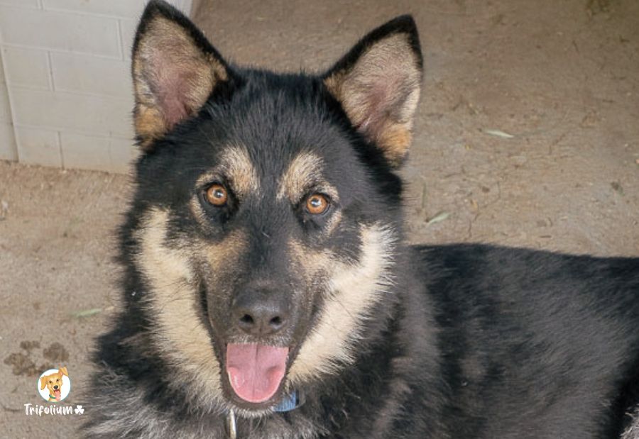 en adopción barcelona garraf catalunya fundación trifolium canópolis