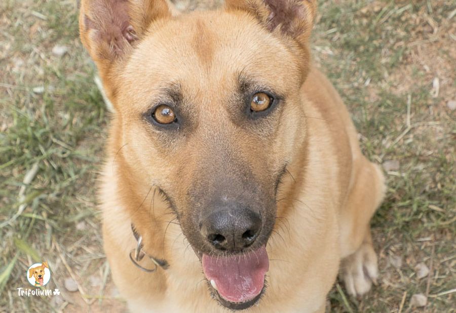 en adopción barcelona garraf catalunya fundación trifolium canópolis