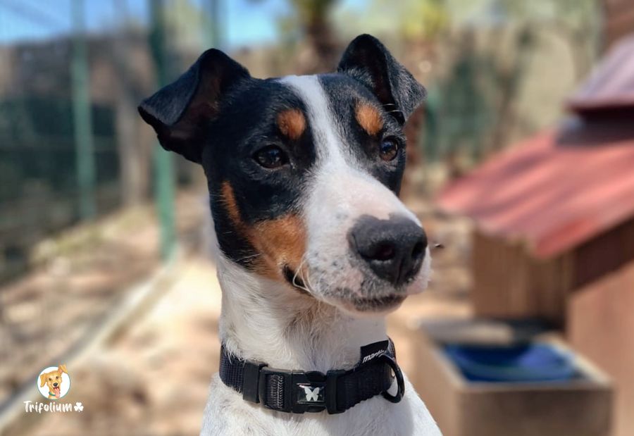 en adopción barcelona garraf catalunya fundación trifolium canópolis