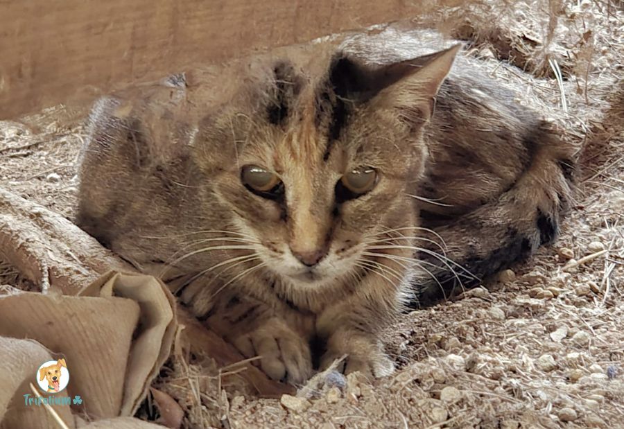 en adopción barcelona garraf catalunya fundación trifolium canópolis