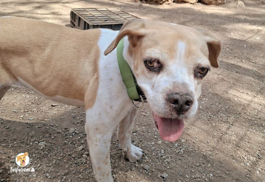 en adopción barcelona garraf catalunya fundación trifolium canópolis