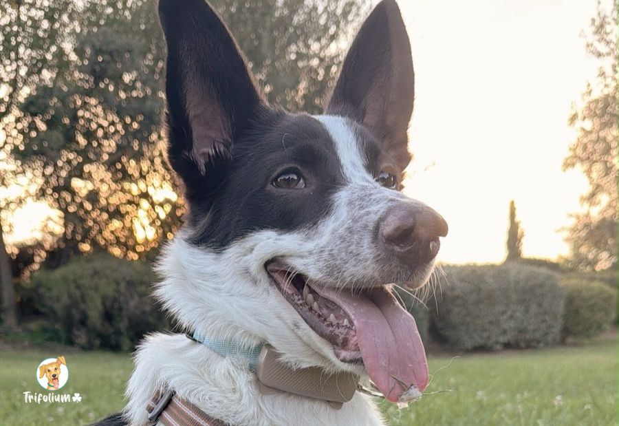 en adopción barcelona garraf catalunya fundación trifolium canópolis