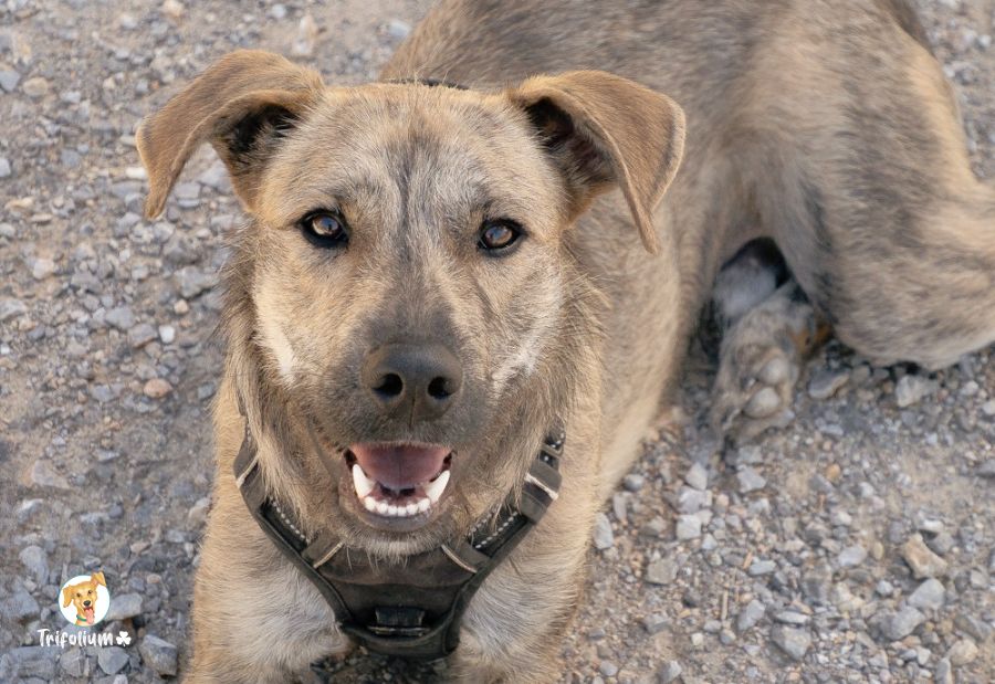 en adopción barcelona garraf catalunya fundación trifolium canópolis